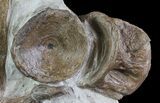 Xiphactinus (Monster Cretaceous Fish) Vertebrae - Kansas #66885-1